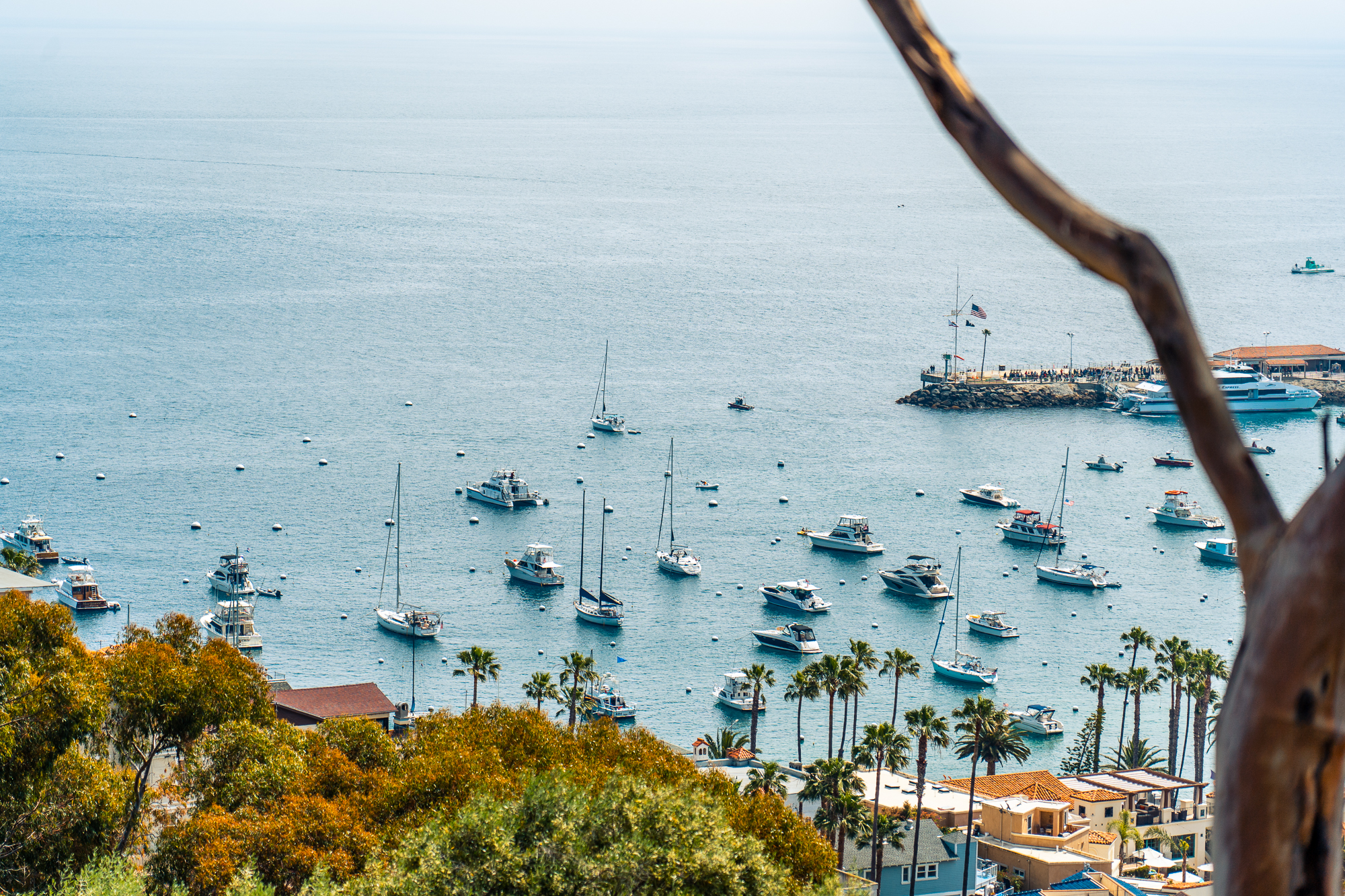 Escape to Santa Catalina Island – Joshua Weinberg & Steven Smith | The