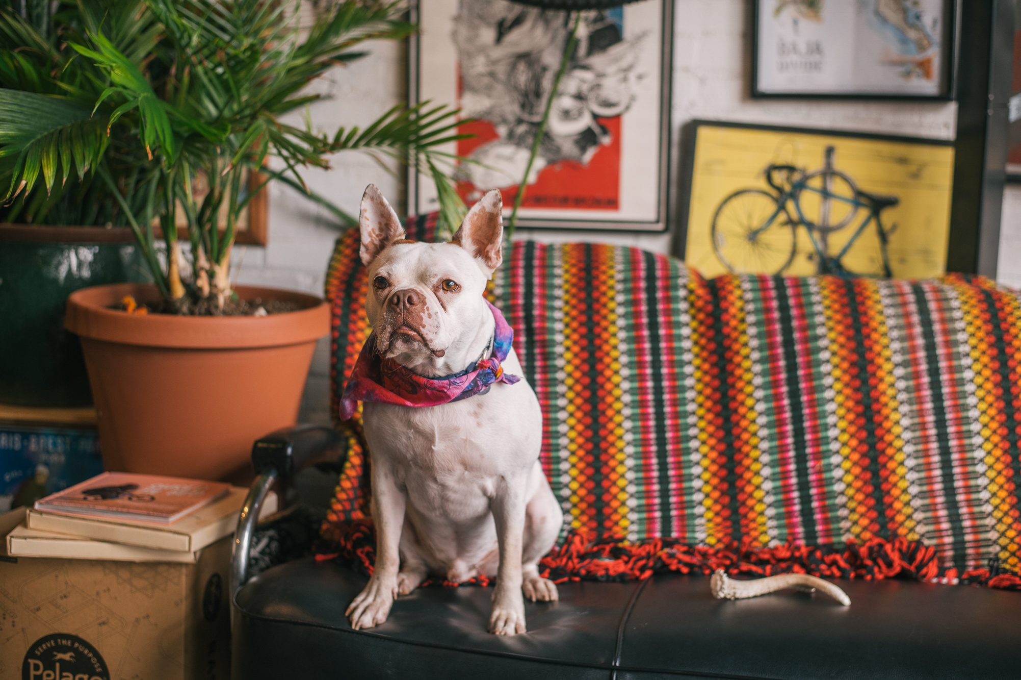 Goldfinch Cyclery: A Reason to Come Home – Blix Croell | The Radavist